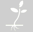 traumatic_white_1